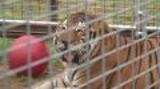 Roadside Zoo Rescue Tigers at Temporary Enclosures, Media B-Roll and SOTS