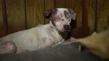 Jefferson County, Arkansas Animal Rescue Broll