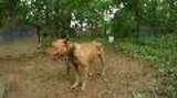 Dogs Rescued from Suspected WV Dogfighting Operation- Media Footage B-Roll