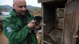 South Korea Dog Rescue Broll 12/2015