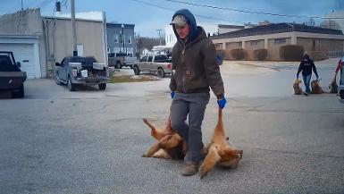 Media B-roll: Indiana Wildlife Killing Contest