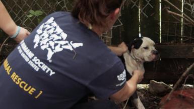 Louisiana Flooding - Animal Rescue Team b-roll