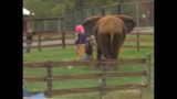 Natural Bridge Zoo Undercover Investigation (elephant & primates) - MEDIA B-ROLL