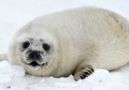 Grey Seals on Hay Island 2012 B-Roll