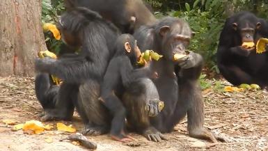 Liberia Chimpanzees May 2015 Media Footage