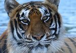 Tiger habitat - media b-roll 8/12/14