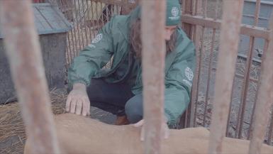 South Korea Dog Meat Farm Closure 10 - UK broll w/ interview