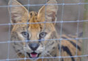 Exotic Cats Rescued from NC Breeder B-Roll