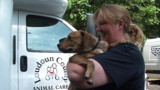 Emergency Louisiana Dog Transport