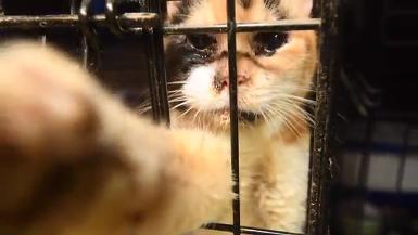 Approximately 150 animals rescued in large-scale alleged neglect situation