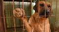 HSI Rescues 171 Dogs, Shuts Down Dog Meat Farm - Media b-roll