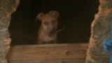 SC Dogfighting case with SLED - Property 2 (Seabrook) - Media Broll