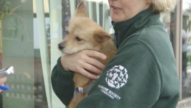 HSI UK Dog Meat Farm Rescue B Roll