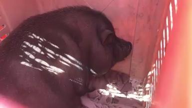 Animal Rescue Team assists Horry County Police to rescue Milton Pot-bellied Pig  Media B-Roll