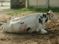 Euthanasia of Downed Cow at Auction