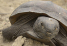 Gopher Tortoise Rescue Dig -- Apopka, FL