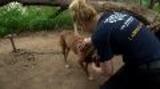 San Antonio Dog Rescue Media Footage