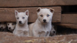Approximately 50 dogs and puppies rescued in San Miguel County, New Mexico - Media B-roll