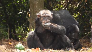 Refuge for former research chimpanzees in Liberia — 2018 Media b-roll