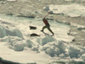 Seal Hunt footage, April 7th-morning