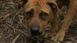 Pollocksville, North Carolina Dogfighting Raid B-roll