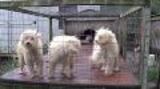 Media b-roll: North Carolina Puppy Mill Rescue