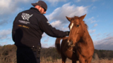 Texas Horse Rescue B-roll
