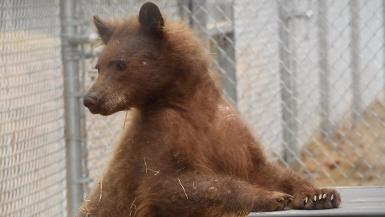 Eve the “bare bear” arrives at her permanent home