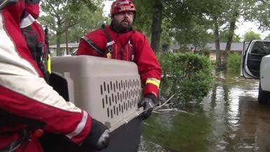 Hurricane Harvey: Animal Rescue Team rescues animals from flooding