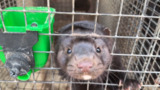 China fur farm investigation - VShine - 2026 - Broll