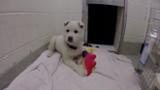 Snowball Plays with a Toy for the First Time
