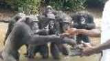 Liberia Chimpanzees May 2015 Media Footage (Jamie Linder update: As of 7.1.21, don't distribute to media due to close contact shots—see alternate version)
