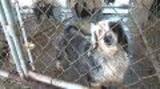 Arkansas Puppy Mill Rescue B-roll