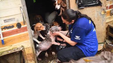 Approximately 140 dogs rescued in alleged neglect situation in Florida
