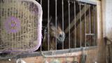 16 horses and other animals rescued in alleged severe neglect situation in Ashland, Ohio