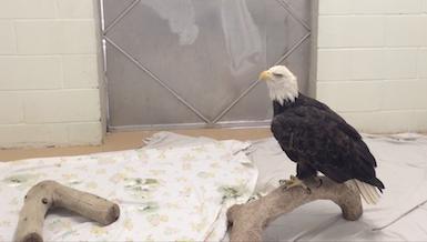 Bald eagle at Fund for Animals - Media B-Roll