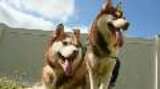 Korean Dog Meat Dogs Arrive in New Jersey - Media b-roll
