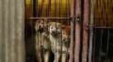 South Korea Dog Meat Farm Rescue - B-roll