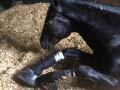 Undercover Investigation:  Horses Abused at Top Training Barn (Media B-Roll)