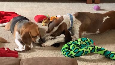 Research beagles find loving homes - B-roll