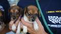 Gallia County, Ohio dog cruelty rescue; media b-roll