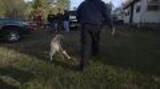 Alabama Dogfighting Rescue Broll