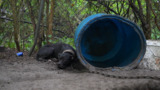 SC Dogfighting case with SLED - Property 1 (Timmonsville) - Media Broll