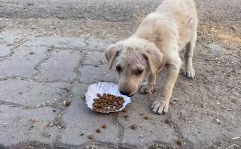 Street dog broll in India & Mauritius