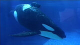 SeaWorld's Orca - Tilikum B-roll