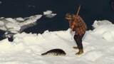 Seal Hunt Footage, Day 2