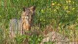 Fox Penning - Wildlife Cruelty B-roll
