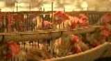 India Battery Caged Chickens Media  B-Roll Footage