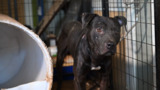 Indiana suspected dogfighting rescue - 2025 - DSLR Broll