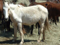 Nebraska Horse Rescue B-roll